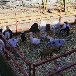 Petting Zoo*