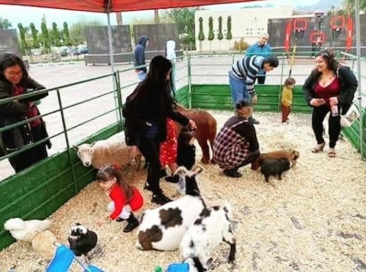 Petting Zoo*