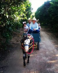 Pony-Drawn Wagon Rides