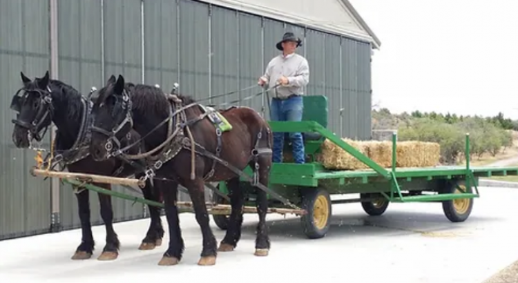 Horse Drawn Hayride