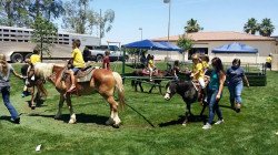 Pony Carousel Ride