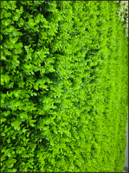 8’ x 8’ Artificial Baby Green Boxwood Garden Wall Backdrop S